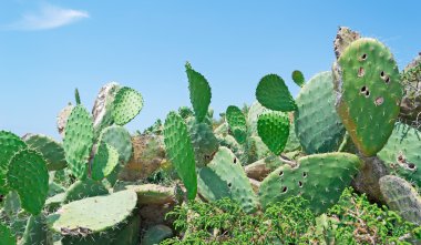 prickly pears on a clear day clipart