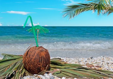 Hindistan cevizi ve palmiye şube