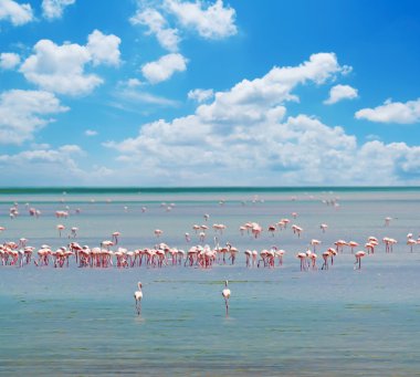 flamingolar ve bulutlar