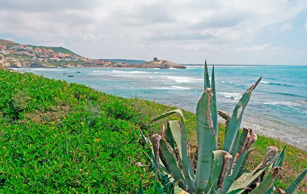 Agaves bajo las nubes —  Fotos de Stock