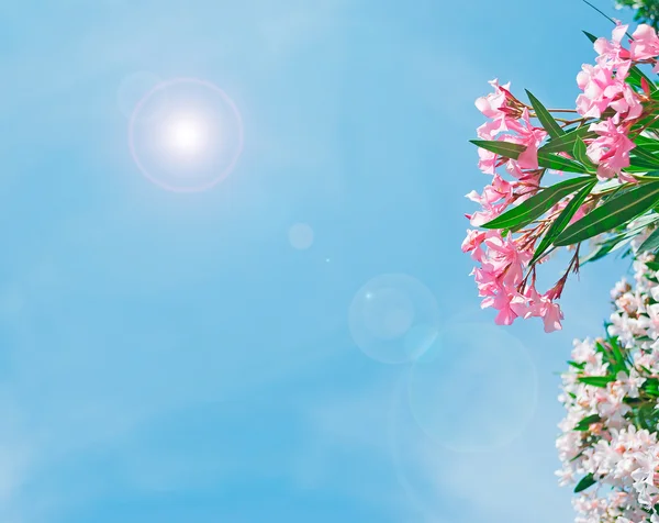 Bloemen en zon — Stockfoto