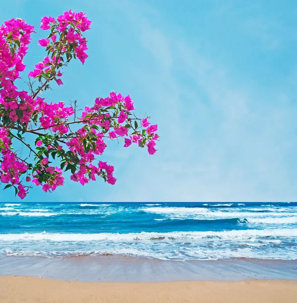 Roze bougainville over een gouden kust — Stockfoto