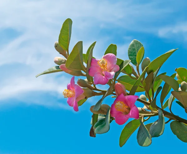 Pembe Şubesi — Stok fotoğraf