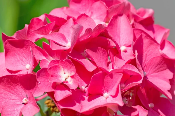 Hortensia rosada de cerca — Foto de Stock