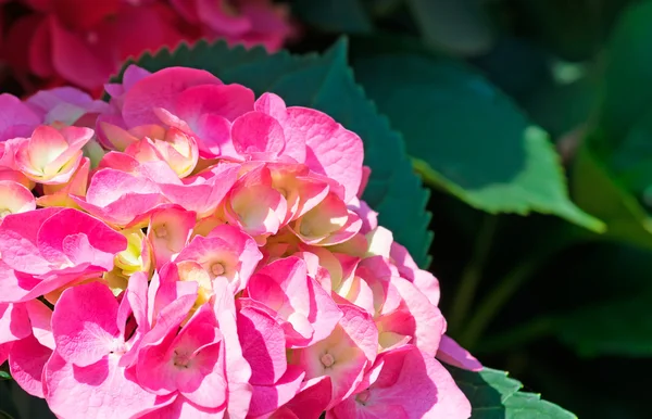 Růžové hortenzie — Stock fotografie
