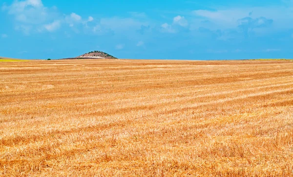Yellow field under a blue sky — Stock Photo, Image
