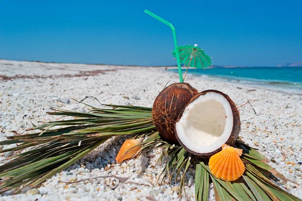 Coquille et noix de coco — Photo