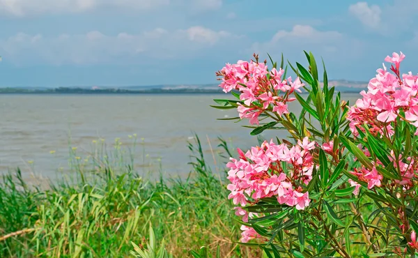 Oleander am See — Stockfoto