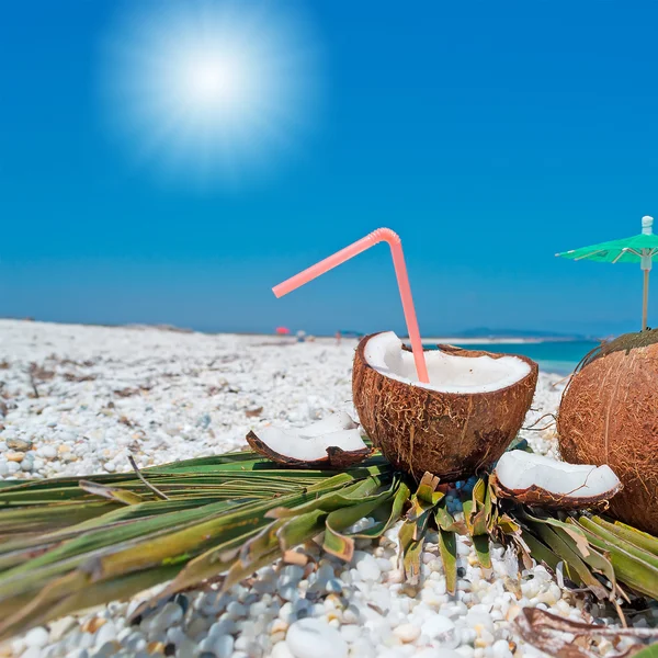 Солнце и кокосы — стоковое фото