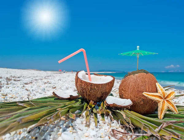 Солнце и кокосы — стоковое фото