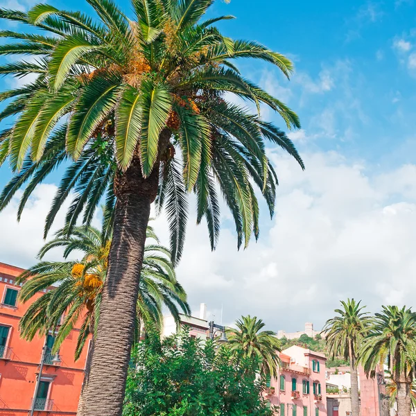 Palmera en la plaza — Foto de Stock