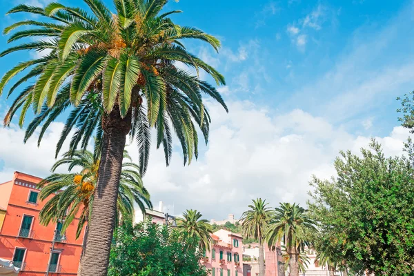 Meydanda palmiye — Stok fotoğraf