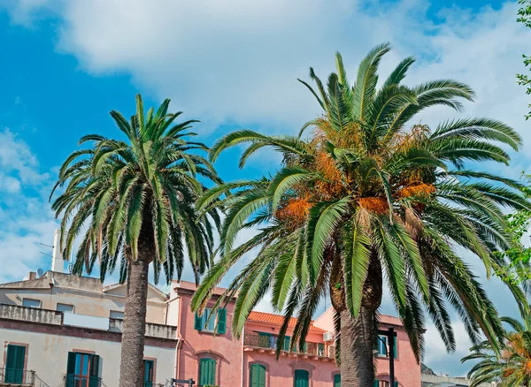 Palmen in Bosa — Stockfoto