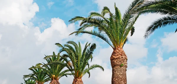 Palmen en wolken — Stockfoto