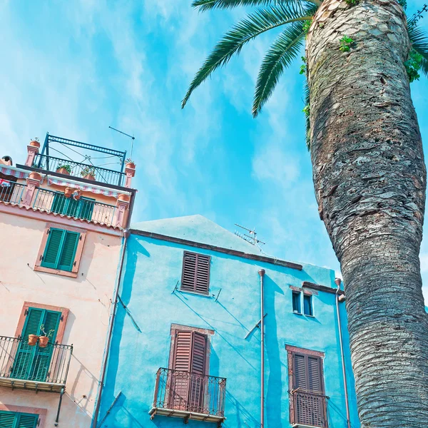 Blå byggnad och palm — Stockfoto