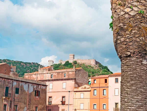 Palm in Bosa — Stock Photo, Image