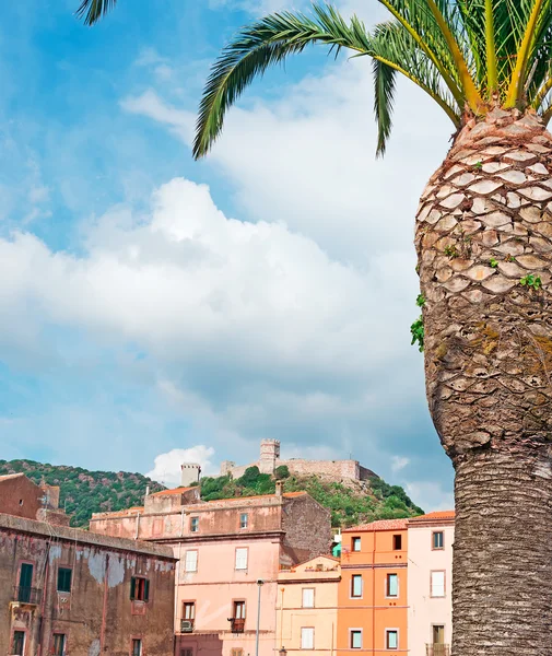 Palm in Bosa — Stock Photo, Image