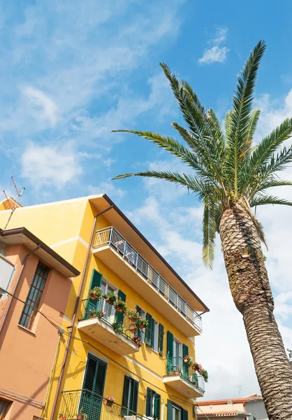 Palmera y edificio — Foto de Stock