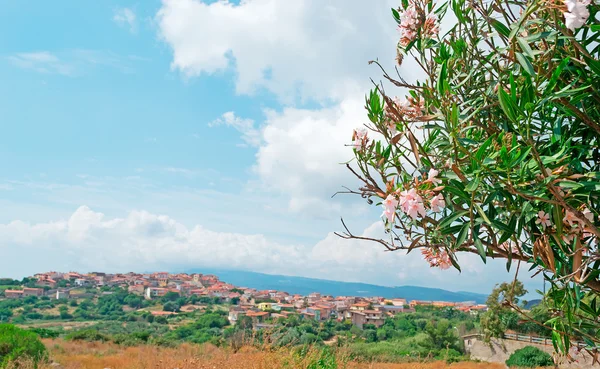 Oleander på Sardinien — Stockfoto