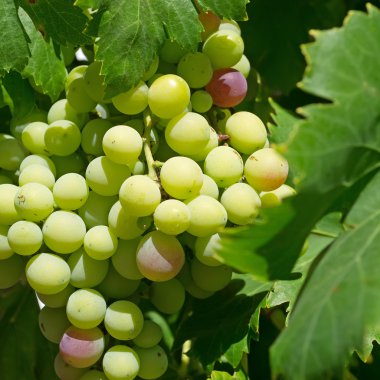 Yeşil üzüm