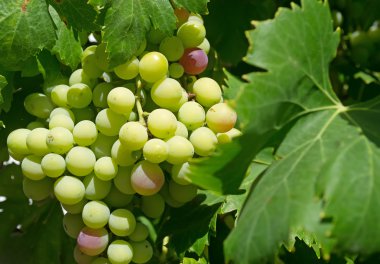 Yeşil üzüm