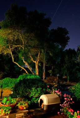 garden by night clipart