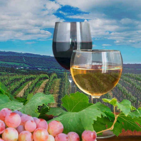 Red and white wine in a vineyard — Stock Photo, Image