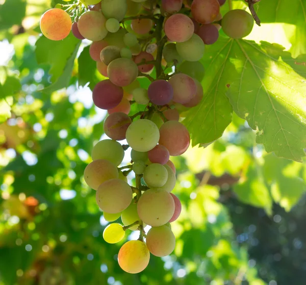 Winogron w podświetlenie — Zdjęcie stockowe