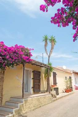 bouganvillea sokak tarafından