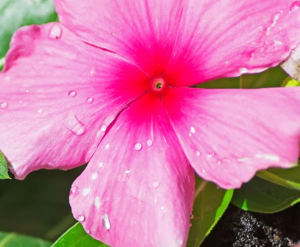 Růžový květ zblízka — Stock fotografie
