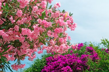mor ve pembe