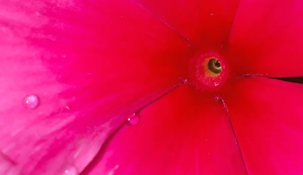 Pink flower macro view — Stock Photo, Image