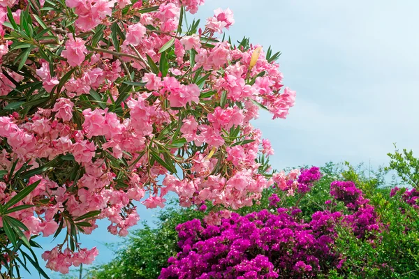 Morado y rosa — Foto de Stock