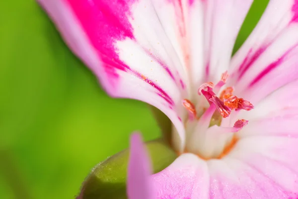Macro view of a geranium — Stock Photo, Image