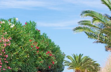 exotic garden