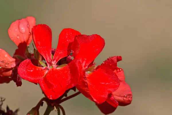 Fleurs rouges humides — Photo