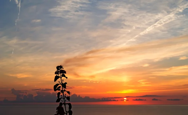 Pflanze bei Sonnenuntergang — Stockfoto
