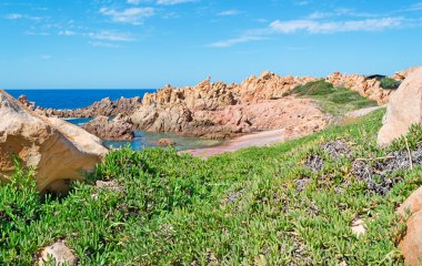 costa paradiso içinde carpobrotus acinaciformis