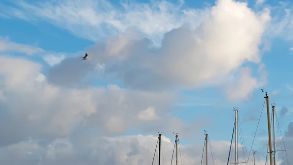 Seagull and masts — Stock Photo, Image