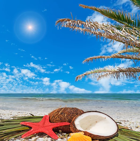 Étoile de mer, noix de coco et palmier — Photo