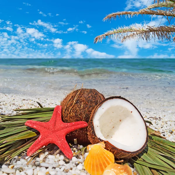 Estrelas-do-mar, cocos e palma — Fotografia de Stock