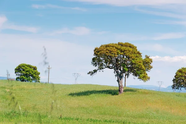 Alberi verdi — Foto Stock