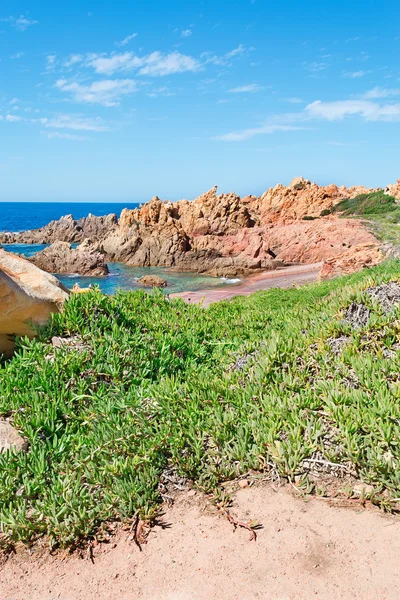 Hottentots figs in Costa Paradiso — Stock Photo, Image