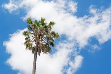Cloud en palm