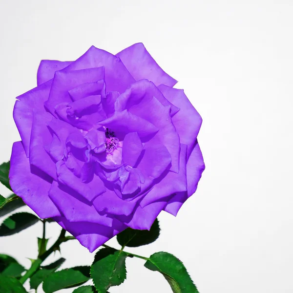 Purple rose on white — Stock Photo, Image