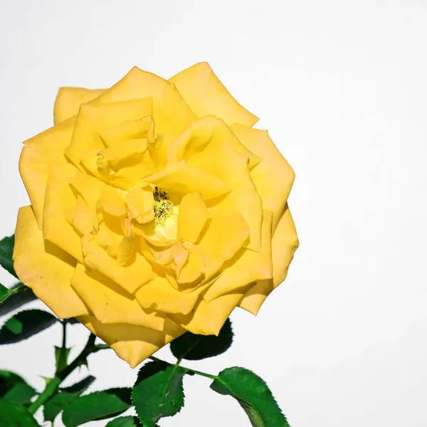 Yellow rose on white — Stock Photo, Image