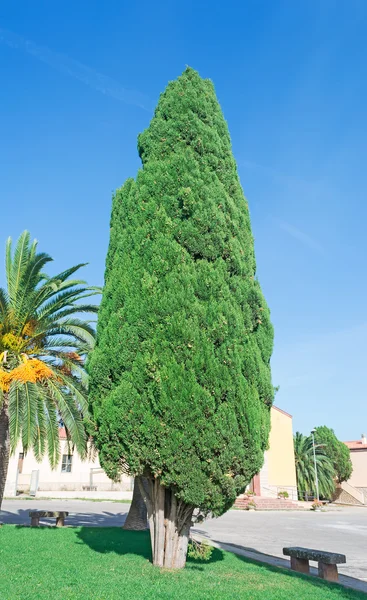 Cypress in the square — Stock Photo, Image