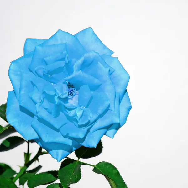Turquoise rose on white — Stock Photo, Image