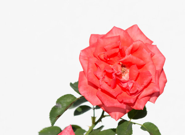 Closeup of a red rose on white background
