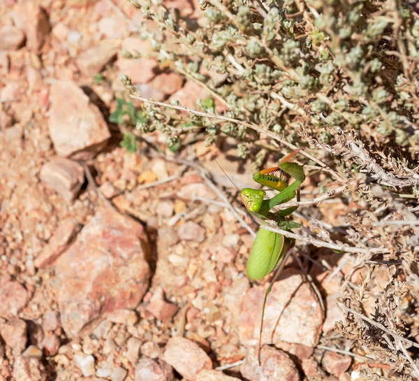 Mantis portre — Stok fotoğraf